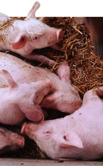 Símptomes i tractament de la salmonel·losi en els porcs, mesures per a la prevenció de la febre paratifoide