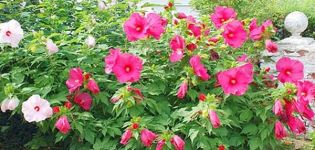 Beschrijving van kruidachtige hibiscus, aanplant, teelt en verzorging
