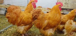 Rassen en beschrijving van het Orpington-kippenras, onderhoudsregels