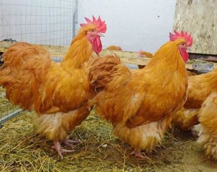Rassen en beschrijving van het Orpington-kippenras, onderhoudsregels