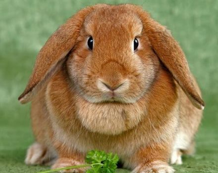 Hur många år kan kaniner leva hemma, villkor för olika raser