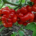 Caractéristiques et description de la variété de tomates Voyage, son rendement