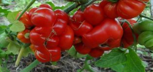 Características y descripción de la variedad de tomate Voyage, su rendimiento.