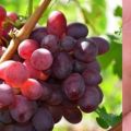 Beschrijving en kenmerken van druivenrassen ter nagedachtenis van de leraar, geschiedenis en voor- en nadelen