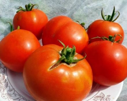 Egenskaper och beskrivning av Labrador-tomatsorten, dess utbyte