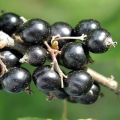 Descrierea celor mai bune soiuri de coacăz negru și regiuni de cultivare a acestora