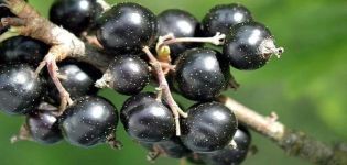 Beskrivningar av de bästa svarta vinbärsorterna och regionerna för deras odling