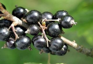 Mô tả về các giống nho đen tốt nhất và vùng trồng trọt của chúng