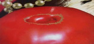 Beskrivning av Royal Mantle-tomatsorten, dess utbyte och växande regler