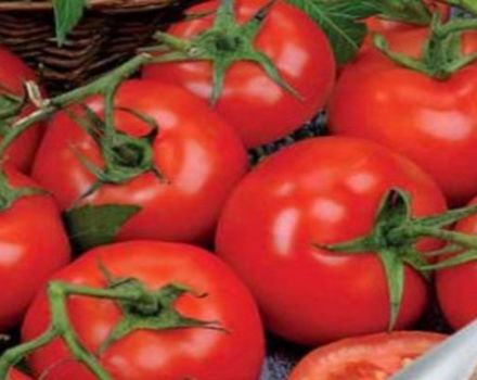 Beskrivning av Katrina f1 tomatsort och dess egenskaper