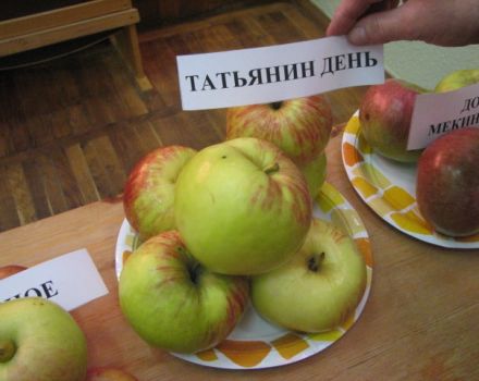 Opis odrody jabloní Tatyanin Den, výnosových charakteristík a pestovateľských oblastí