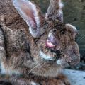 Symtom på myxomatos hos kaniner och metoder för att behandla sjukdomen hemma