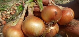 How can you feed onions in spring and summer so that they are large?