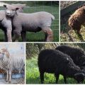 6 mažiausių nykštukinių avių veislių ir jų turinio aprašymas