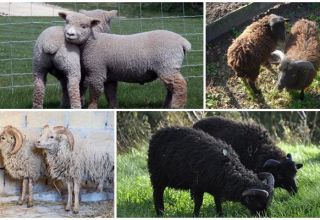 6 mažiausių nykštukinių avių veislių ir jų turinio aprašymas
