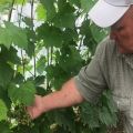 Plantering, skötsel och odling av druvor i Udmurtia, beskrivning av regionens bästa sorter
