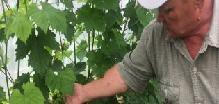 Plantación, cuidado y cultivo de la uva en Udmurtia, descripción de las mejores variedades de la región.