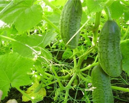 Description of the variety of cucumbers Swallow, features of cultivation and care