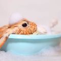 Är det möjligt att bada en dekorativ kanin hemma