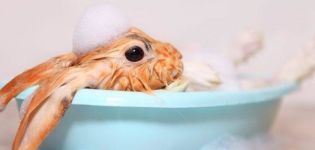 Ist es möglich, ein dekoratives Kaninchen zu Hause zu baden?
