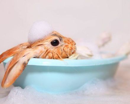 Est-il possible de baigner un lapin décoratif à la maison