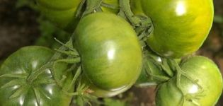Pomidorų veislės „Emerald“ aprašymas, jo savybės ir produktyvumas