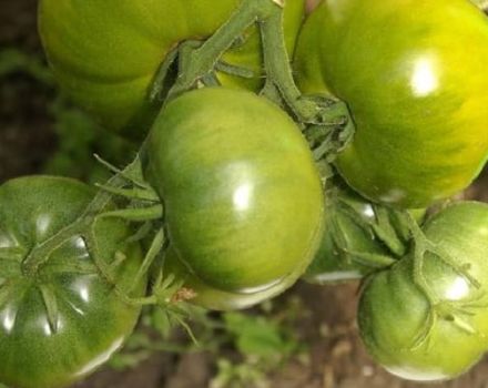 Beschrijving van het tomatenras Emerald-standaard, zijn kenmerken en productiviteit
