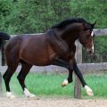 Опис и карактеристике узгоја коња Хановерске пасмине