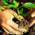 Uzgoj bosiljka iz sjemenki i njega u zemlji na otvorenom polju