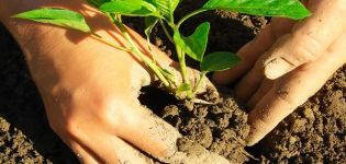 Pěstování bazalky ze semen a péče v zemi na otevřeném poli