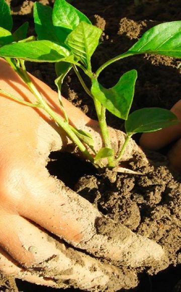 Coltivazione di basilico dai semi e cura in campagna in campo aperto