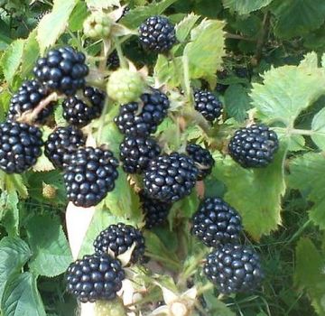 Description of the best varieties of blackberries for the Moscow region, planting, growing and care