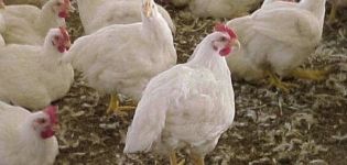 Description et caractéristiques des poulets de chair Iza Hubbard, règles d'élevage