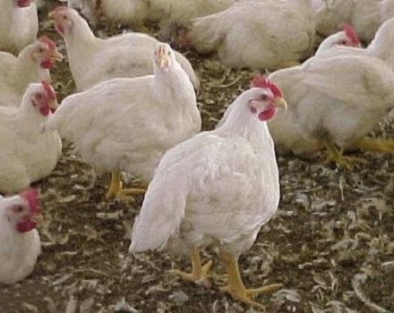 Description et caractéristiques des poulets de chair Iza Hubbard, règles d'élevage