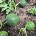 Teknik för odling av vattenmeloner i det öppna fältet, markval, formning och vård