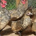 Beskrivning och egenskaper för den sabila kycklingrasen, interneringsvillkor