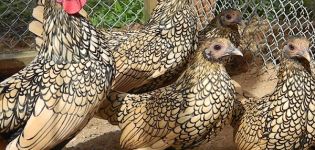 Beschreibung und Merkmale der sibright Hühnerrasse, Haftbedingungen
