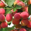 Descrizione della varietà di albicocche Saratov Ruby, caratteristiche e impollinatori
