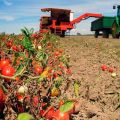 Hur man odlar och tar hand om tomater på det öppna fältet i Moskva-regionen