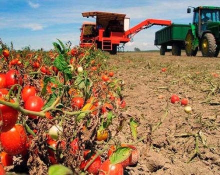 Kā pareizi audzēt un rūpēties par tomātiem atklātā laukā Maskavas reģionā