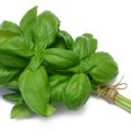TOP 10 recipes for how to properly prepare basil for the winter at home