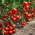 Veislės mažai augančių pomidorų, skirtų atviram žemės plotui, nespaudžiant