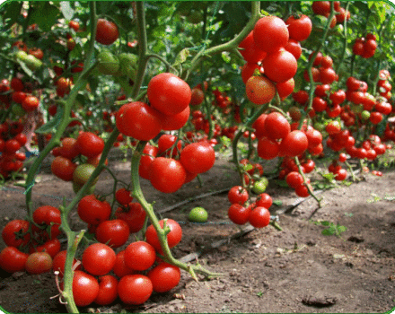 Odrůdy nízko rostoucích rajčat pro otevřenou půdu bez sevření