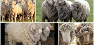 Descrizione e caratteristiche delle pecore di razza Stavropol, dieta e allevamento