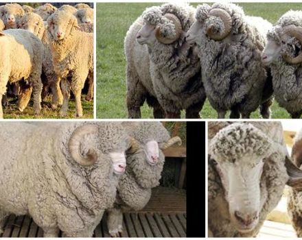 Descripción y características de las ovejas de la raza Stavropol, dieta y cría.