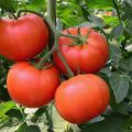 Eigenschaften und Beschreibung der Tomatensorte Bogata Khata, deren Ertrag