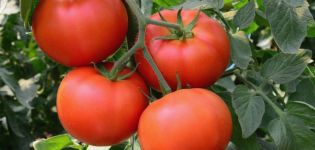 Pomidorų veislės Bogata Khata charakteristikos ir aprašymas, derlius