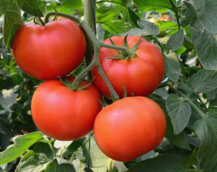 Egenskaper och beskrivning av tomatsorten Bogata Khata, dess utbyte
