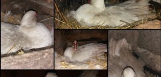 Po koľkých dňoch inkubácie sa kačice vyliahnu pod kačicu a veľkosť spojky