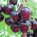 Beskrivning och egenskaper hos Michurinskaya körsbärssorter, plantering och skötsel